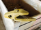 Adaptador de dientes Cat J350 6I6354